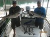 (07/29/2016) - Nice Striped Bass